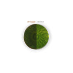 WG Ball Transparent Enamel Powder - Lime Green 401